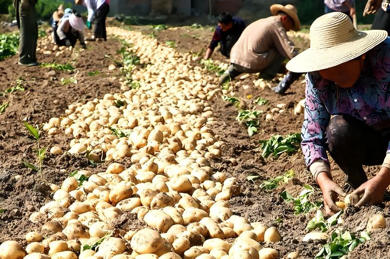 Hongji agriculture Sustainability & Corporate Responsibility