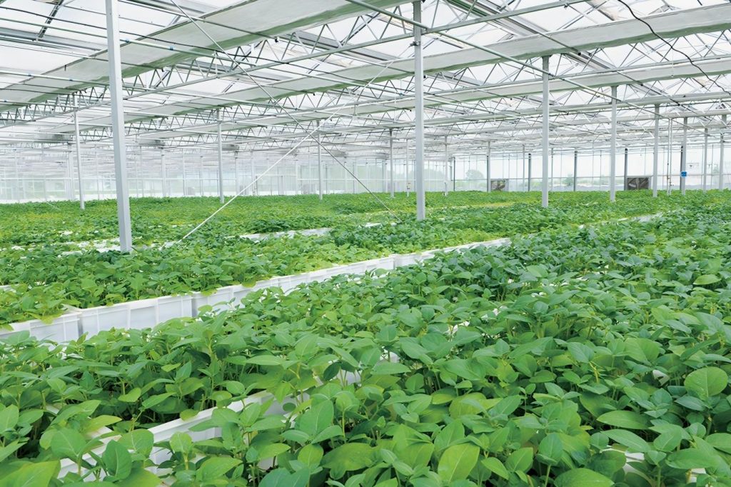 Hongji Potato Flakes Manufacturer 2 China Potato Flakes Manufacturer - HONGJI Agriculture
