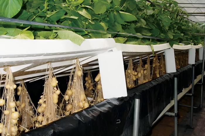 Hongji Potato Flakes Manufacturer 11 China Potato Flakes Manufacturer - HONGJI Agriculture
