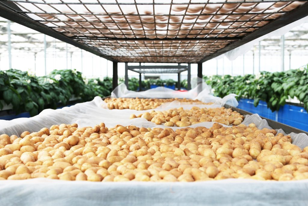 Potato Variety Selection - Seed Breeding 
